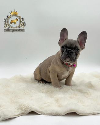 Incantevole bulldog francese blue Fawn