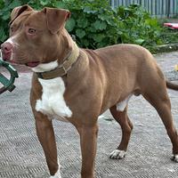 Disponibile per monta pitbull ukc ?