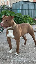 Disponibile per monta pitbull ukc ?
