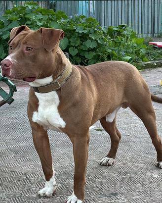Disponibile per monta pitbull ukc ?