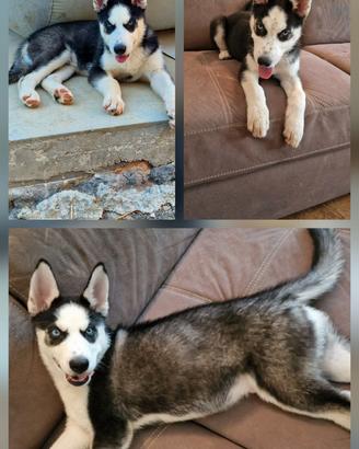 Cuccioli di husky