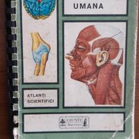 Tavole di anatomia umana