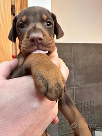 Dobermann Cuccioli