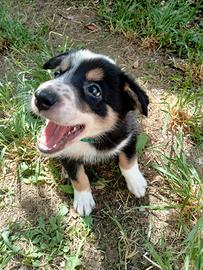 Cuccioli di border collie