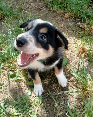 Cuccioli di border collie