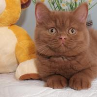 British Shorthair cinamon