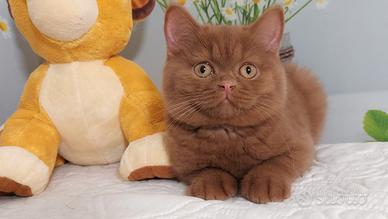 British Shorthair cinamon