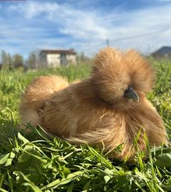 Galline ornamentali