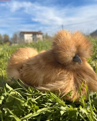Galline ornamentali