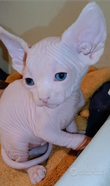 Cuccioli di Sphynx