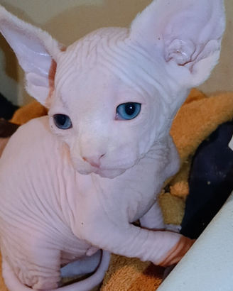 Cuccioli di Sphynx