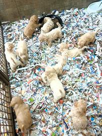 Cuccioli Maltipoo italiani nostro allevamento