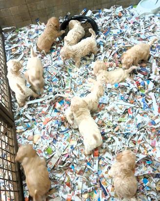 Cuccioli Maltipoo italiani nostro allevamento
