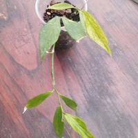 pianta di Hoya polyneura 