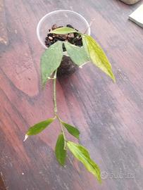 pianta di Hoya polyneura 