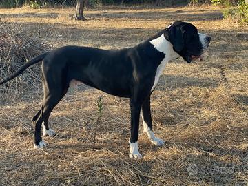 Alano Maschio per Accoppiamento - Linea di Sangue