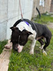 American bully