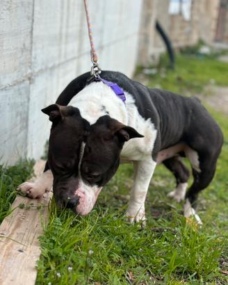 American bully