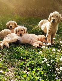 Golden retriever americani