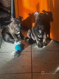 Staffordshire bull terrier