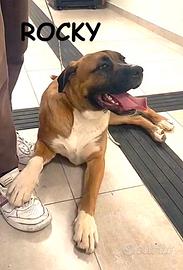 Rocky e Lola similboxer di 1 anno