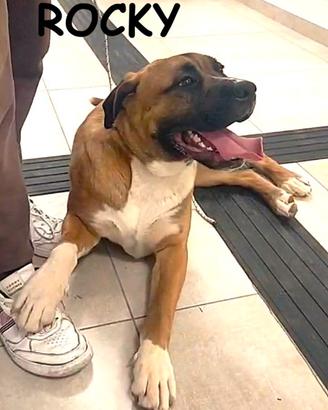 Rocky e Lola similboxer di 1 anno