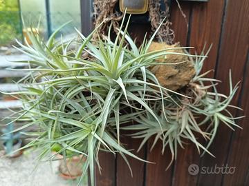 Tillandsia bergeri, pianta aerea
