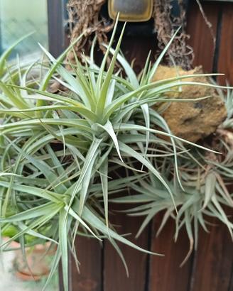 Tillandsia bergeri, pianta aerea