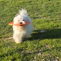 Maltesi cuccioli con pedigree Enci