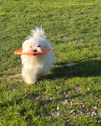 Maltesi cuccioli con pedigree Enci