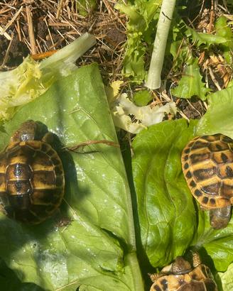 Tarta da terra di 1 anno