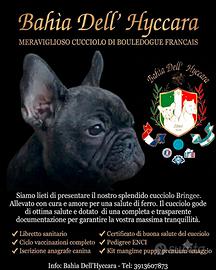 Cucciolo Bouledogue francese