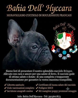 Cucciolo Bouledogue francese