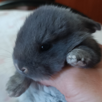 Coniglietti stupendi nani ariete originali