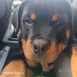 Rottweiler nati il 25 agosto quasi 4 mesi