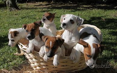 Cuccioli razza Jack russell di 2 mesi