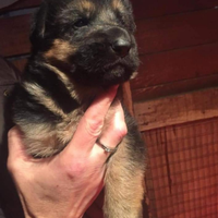 Cuccioli pastore tedesco