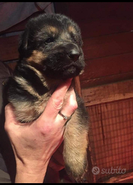 Cuccioli pastore tedesco