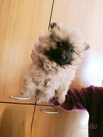 Spitz di pomerania toy