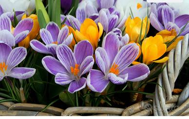 25 bulbi di crocus orticoli in miscuglio