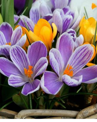 25 bulbi di crocus orticoli in miscuglio