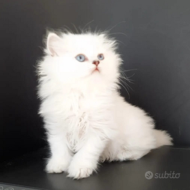 Cucciolo British longhair