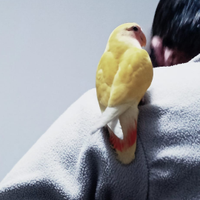 Inseparabile con gabbia