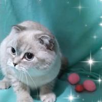 Gattina scottish fold blupoint