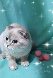 Gattina scottish fold blupoint