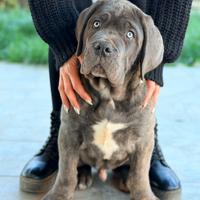 Cuccioli cane corso