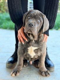 Cuccioli cane corso