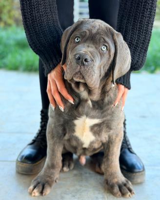 Cuccioli cane corso