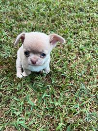Cuccioli di chihuahua, maschi,lilac