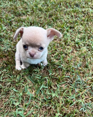 Cuccioli di chihuahua, maschi,lilac